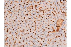 ABIN6267364 at 1/200 staining Mouse liver tissue sections by IHC-P.