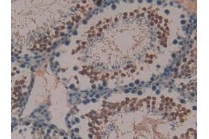 Detection of PYY in Mouse Testis Tissue using Polyclonal Antibody to Peptide YY (PYY) (Peptide YY antibody  (AA 30-98))