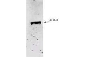 Image no. 2 for anti-Sialidase 2 (Cytosolic Sialidase) (NEU2) (AA 110-124) antibody (ABIN303817) (NEU2 antibody  (AA 110-124))