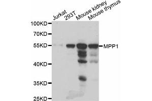 Western blot analysis of extracts of various cell lines, using MPP1 antibody (ABIN5973720) at 1/1000 dilution. (MPP1 antibody)