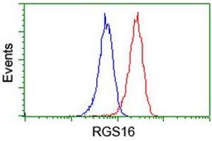 Image no. 2 for anti-Regulator of G-Protein Signaling 16 (RGS16) antibody (ABIN1500688) (RGS16 antibody)