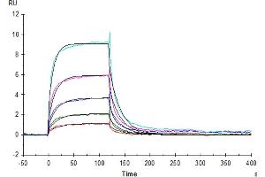 Human B7-H2, hFc Tag captured on Protein A chip, can bind Human ICOS(C136S,C137S), His Tag with an affinity constant of 40. (ICOS Protein (Cys136Ser-Mutant, Cys137Ser-Mutant) (His tag))