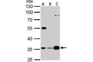 WB Image GAS2L1 antibody detects GAS2L1 protein by Western blot analysis. (GAS2L1 antibody)