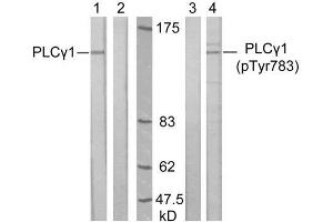 Western blot analysis of extract from A431 cells, untreated or treated with EGF (200ng/ml, 10min), using PLCγ1 (Ab-783) antibody (E021129, Lane 1 and 2) and PLCγ1 (phospho-Tyr783) antibody (E011103, Lane 3 and 4). (Phospholipase C gamma 1 antibody)