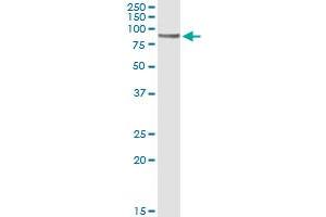 Immunoprecipitation of CD19 transfected lysate using anti-CD19 monoclonal antibody and Protein A Magnetic Bead , and immunoblotted with CD19 MaxPab rabbit polyclonal antibody. (CD19 antibody  (AA 98-187))