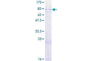 MSK2 Protein (AA 1-524) (GST tag)