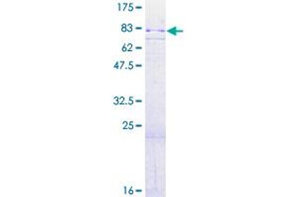 MSK2 Protein (AA 1-524) (GST tag)