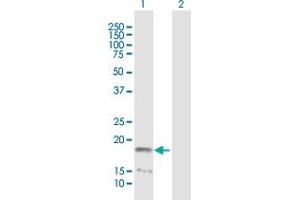 Western Blot analysis of NME4 expression in transfected 293T cell line by NME4 MaxPab polyclonal antibody. (NME4 antibody  (AA 1-187))