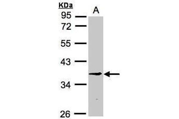 RPF2 antibody