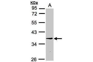 WB Image Sample (30μg whole cell lysate) A:H1299 10% SDS PAGE antibody diluted at 1:3000 (RPF2 antibody)