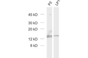 Western Blotting (WB) image for anti-Cornichon Homolog 3 (CNIH3) (AA 128-140), (Isoform 1) antibody (ABIN1742511) (CNIH3 antibody  (Isoform 1))