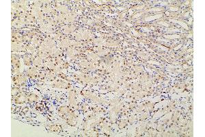 Immunohistochemistry (IHC) image for anti-Ephrin B2 (EFNB2) (C-Term) antibody (ABIN6261455)