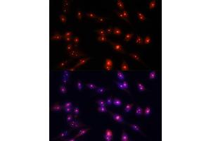 Immunofluorescence analysis of NIH/3T3 cells using Fibrillarin/U3 RNP antibody (ABIN6130429, ABIN6140494, ABIN6140496 and ABIN6217509) at dilution of 1:100. (Fibrillarin antibody  (AA 100-321))