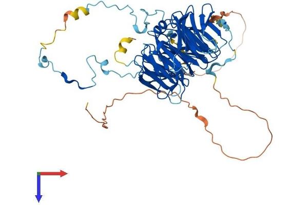 RBBP5 Protein (AA 1-538) (His tag)