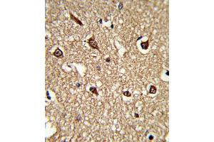 Formalin-fixed and paraffin-embedded human brain tissue reacted with HLA-DRB1 Antibody (N-term), which was peroxidase-conjugated to the secondary antibody, followed by DAB staining. (HLA-DRB1 antibody  (AA 30-58))