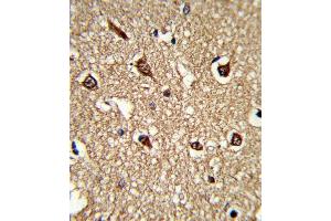 Formalin-fixed and paraffin-embedded human brain tissue reacted with HLA-DRB1 Antibody (N-term), which was peroxidase-conjugated to the secondary antibody, followed by DAB staining. (HLA-DRB1 antibody  (AA 30-58))