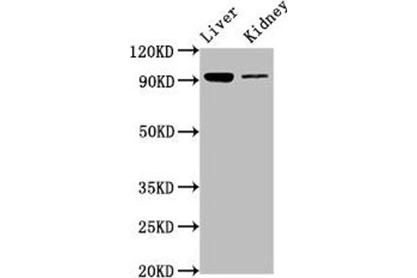 DMGDH antibody  (AA 429-524)