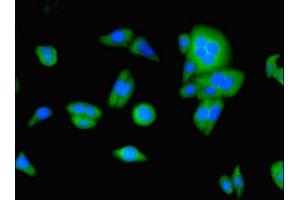 Immunofluorescent analysis of HepG2 cells using ABIN7174376 at dilution of 1:100 and Alexa Fluor 488-congugated AffiniPure Goat Anti-Rabbit IgG(H+L) (UBD antibody  (AA 1-165))