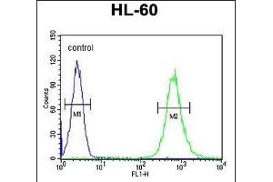 S35E2 Antibody (N-term) (ABIN654754 and ABIN2844438) flow cytometric analysis of HL-60 cells (right histogram) compared to a negative control cell (left histogram). (SLC35E2 antibody  (N-Term))