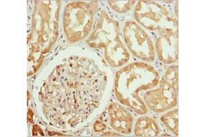 Immunohistochemistry of paraffin-embedded human kidney tissue using ABIN7161805 at dilution of 1:100 (PPP1R8 antibody  (AA 1-209))