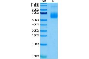 SIGLEC6 Protein (AA 27-331) (His-Avi Tag)