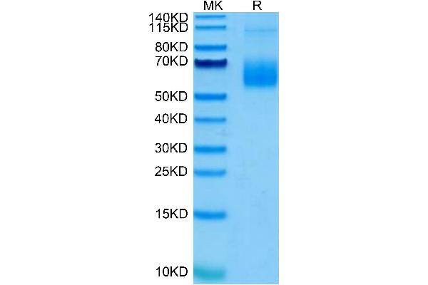 SIGLEC6 Protein (AA 27-331) (His-Avi Tag)
