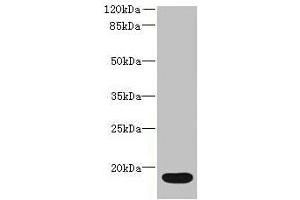 Western blot All lanes: IL36RN antibody at 16 μg/mL + Mouse stomach tissue Secondary Goat polyclonal to rabbit IgG at 1/10000 dilution Predicted band size: 17 kDa Observed band size: 17 kDa (FIL1d antibody  (AA 1-155))