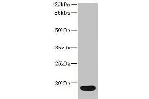 Western blot All lanes: IL36RN antibody at 16 μg/mL + Mouse stomach tissue Secondary Goat polyclonal to rabbit IgG at 1/10000 dilution Predicted band size: 17 kDa Observed band size: 17 kDa