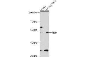 Western blot analysis of extracts of various cell lines, using PISD antibody (ABIN1682166, ABIN3019067, ABIN3019068 and ABIN6220697) at 1:3000 dilution.