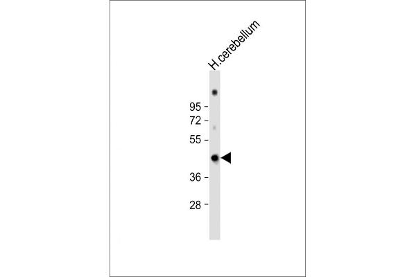 GAS7 antibody  (C-Term)