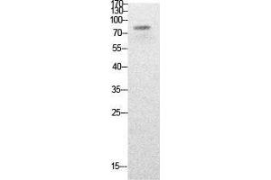 Western Blot (WB) analysis of HepG2 cells using Acetyl-PCAF (K428) Polyclonal Antibody. (KAT2B antibody  (acLys428))