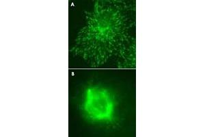 Immunofluorescent staining for (A) MAPRE3 over expressed COS-7 cells and (B) cell mitosis with MAPRE3 monoclonal antibody, clone KT36 .