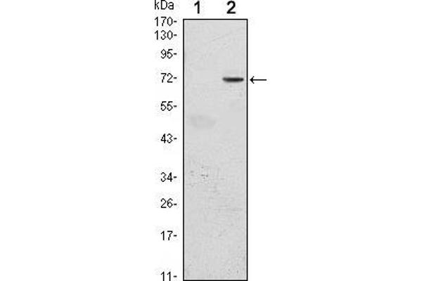 GFI1 antibody