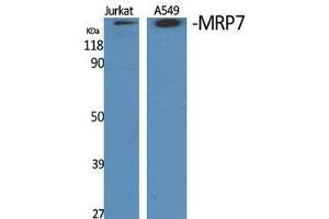 Western Blot (WB) analysis of specific cells using MRP7 Polyclonal Antibody.