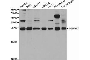 Western blot analysis of extracts of various cell lines, using PGRMC1 antibody (ABIN5973273) at 1/1000 dilution. (PGRMC1 antibody)