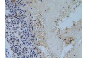 Figure. (RFTN1 antibody  (AA 288-520))