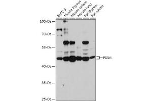 Western blot analysis of extracts of various cell lines, using PIGM antibody (ABIN7269294) at 1:1000 dilution. (PIGM antibody  (AA 35-96))