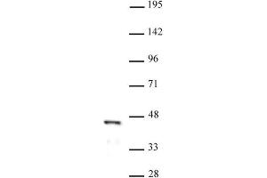 FOXL2 pAb tested by Western blot. (FOXL2 antibody  (N-Term))