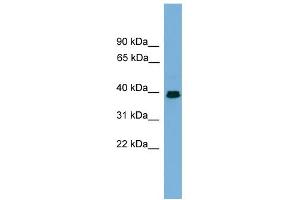 WB Suggested Anti-ANGPTL7 Antibody Titration:  0. (ANGPTL7 antibody  (Middle Region))