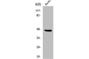 Western Blot analysis of 293 cells using β-1,4-Gal-T5 Polyclonal Antibody (B4GALT5 antibody  (C-Term))