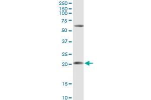 APRT antibody  (AA 1-180)