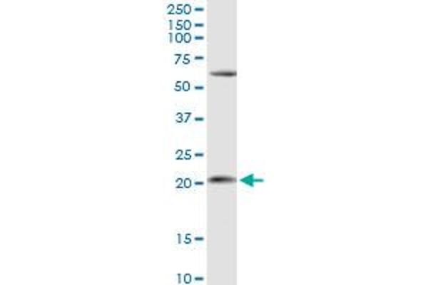 APRT antibody  (AA 1-180)