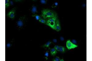 Anti-HP mouse monoclonal antibody (ABIN2453134) immunofluorescent staining of COS7 cells transiently transfected by pCMV6-ENTRY HP (RC223612). (Haptoglobin antibody)
