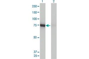 Western Blot analysis of DNM1L expression in transfected 293T cell line by DNM1L monoclonal antibody (M01), clone 3B5. (Dynamin 1-Like antibody  (AA 1-710))