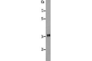 Western Blotting (WB) image for anti-Par-6 Partitioning Defective 6 Homolog alpha (PARD6A) antibody (ABIN2431759) (PARD6A antibody)