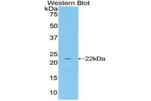 Western Blotting (WB) image for anti-Cytotoxic T-Lymphocyte-Associated Protein 4 (CTLA4) (AA 52-211) antibody (ABIN1858526) (CTLA4 antibody  (AA 52-211))