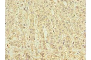 Immunohistochemistry of paraffin-embedded human adrenal gland tissue using  at dilution of 1:100 (CLEC4C antibody  (AA 45-213))