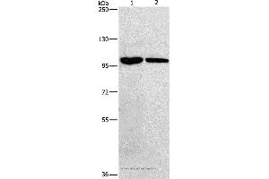 Western blot analysis of Hela and 231 cell, using NFKB1 Polyclonal Antibody at dilution of 1:250 (NFKB1 antibody)