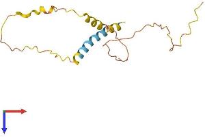 AlphaFold protein structure predicition of Human Recombinant C2orf83 Protein, UniprotID Q53S99 (C2ORF83 Protein (AA 1-150) (His tag))