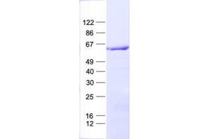 Validation with Western Blot (GAS8 Protein (His tag))